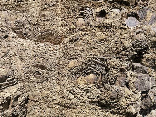 Ursula und Nikolay Tomov